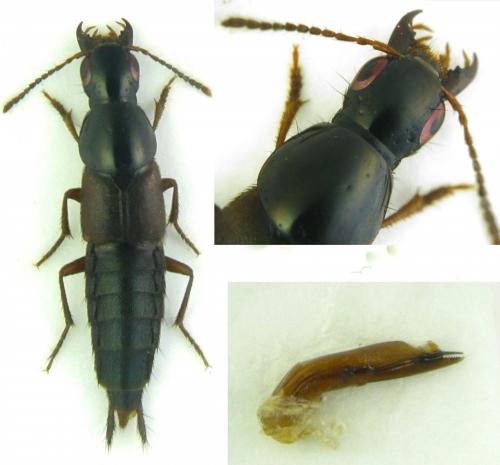 Réf. 195 394 : Quedius sp.